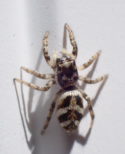 Réf. 283 208 : Salticus scenicus